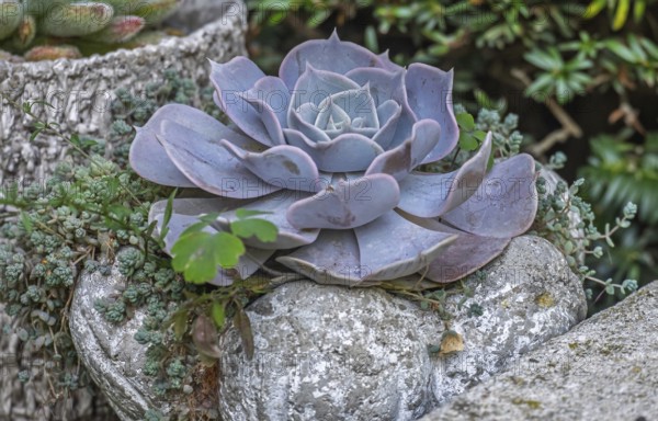Echeveria desmetiana, North Rhine-Westphalia, Germany