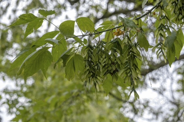Ash maple (Acer negundo), also known as ash-leaf maple, Hesse, Germany