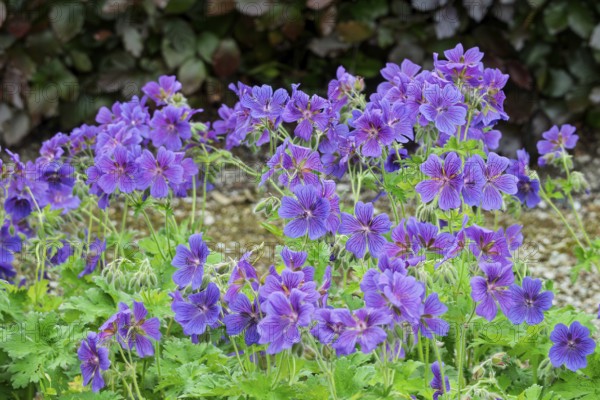 Storkbeak (Geranium), Groningen Province, Netherlands