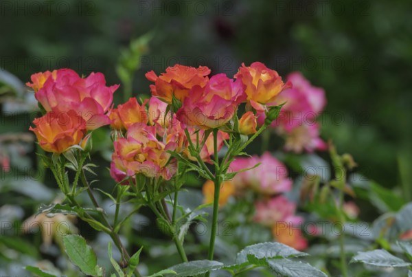 Small shrub rose, the Netherlands