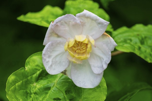 Chinese spice bush (Calycanthus chinensis), flower, Netherlands