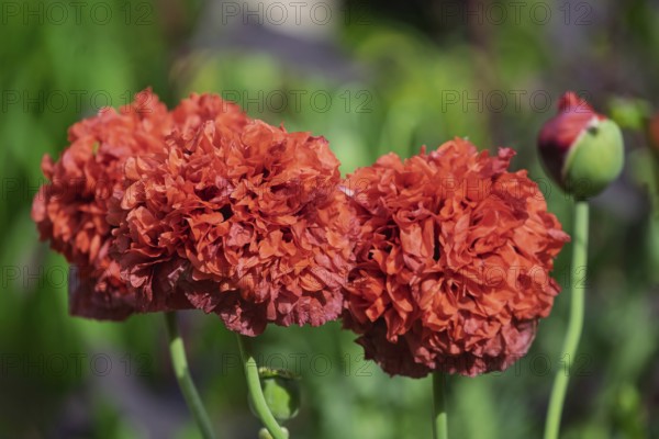 Garden poppy (Papaver), Netherlands