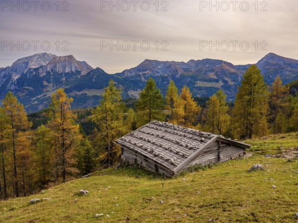 Falzalm in front of autumnal larches, in the back Hoher Göll, Schneibstein and Kahlersberg, Berchtesgaden National Park, Schönau am Königssee, Berchtesgadener Land, Upper Bavaria, Bavaria, Germany