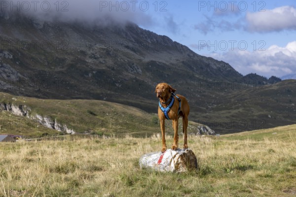 Vizsla male standing on stone with hiking trail markings, Alpe Carorescio, ascent to Passo del Sole, Tessin, Switzerland