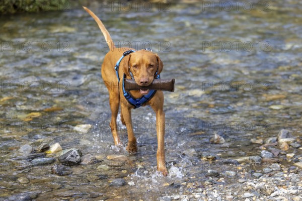 Vizsla male, brings Apport from the water, Brenno del Lucomagno, Campra, Blenio, Tessin, Switzerland