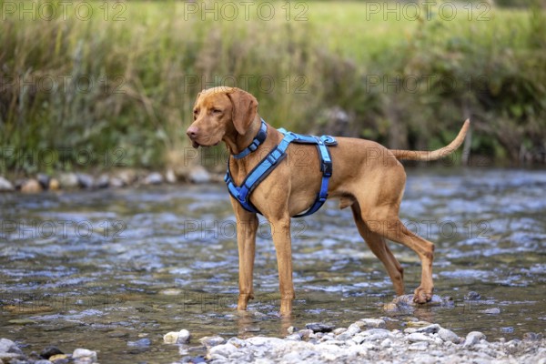 Vizsla male, playing in water, Brenno del Lucomagno, Campra, Blenio, Tessin, Switzerland