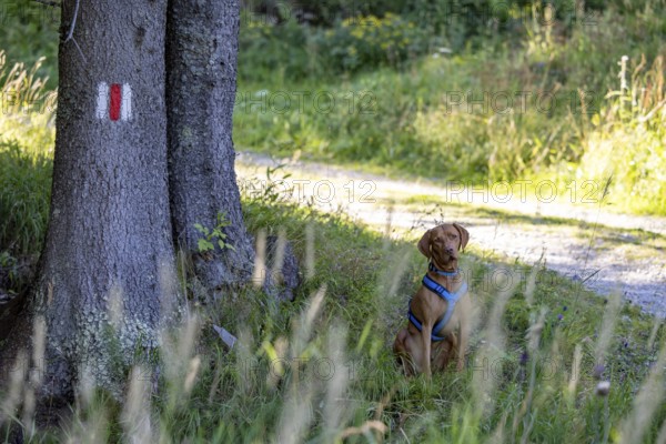 Vizsla Rüde sitting in tall grass next to hiking trail markings, Campra, Blenio, Tessin, Switzerland