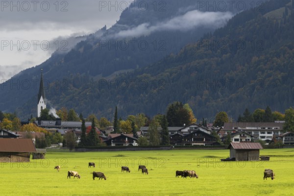 Cows, Allgäu brown cattle, pasture at sunrise, Loretto meadows, near Oberstdorf, Allgäu, Bavaria, Germany