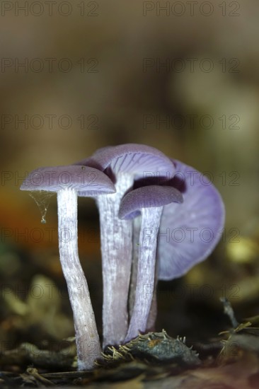 Purple lacquer funnel (Laccaria amethystina) in the forest, autumn time, October, Saxony, Germany