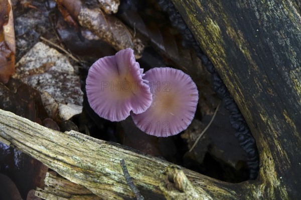 Purple lacquer funnel (Laccaria amethystina) in the forest, autumn time, October, Saxony, Germany