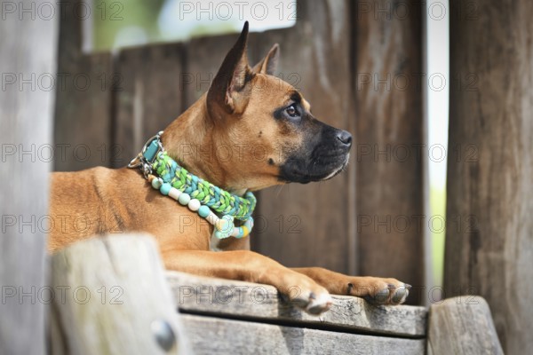 Brown mixed breed dog wearing green paracord collar and anti thick EM ceramic neckalce in front of wooden background