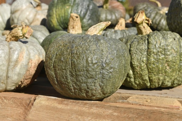 Green heirloom winter squash at market