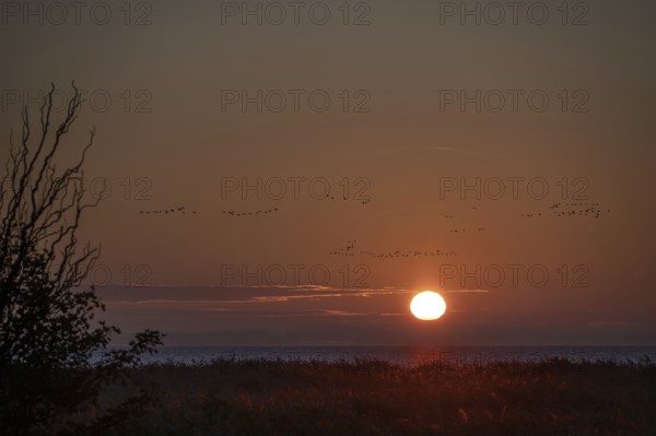 Flying cranes (Grus grus) over the Baltic Sea at sunset, Ahrenshoop, Darß, Mecklenburg, Western Pomerania