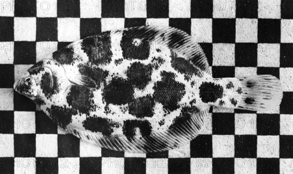 Flounder (Platichthys Flesus) adopts even the geometric patterns of the background, around 1950s, marine biological experiment for camouflage, Germany