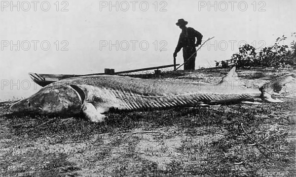 Fisherman with caught large sturgeon, white sturgeon (Sinosturio transmontanus), about 4, 50 meters long and 1500 pounds heavy, Snake River, Idaho, USA, around 1920s