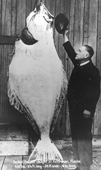 Man posing with a halibut (Hippoglossus hippoglossus), approx. 2, 50 meters tall, around 1930s, Norway