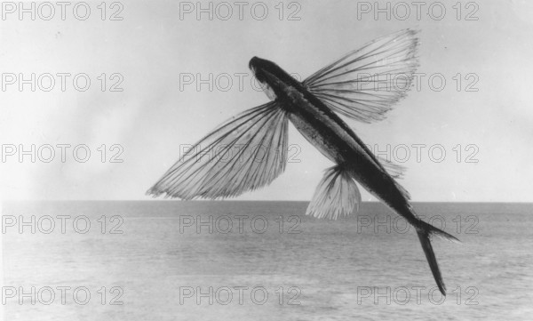 The Californian flying fish (Cheilopogon pinnatibarbatus californicus), around 1930s, Catalina Island, California, USA