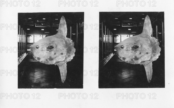 Small moonfish (Mola mola) in a natural history museum, stereo recording, specimen, around 1930s