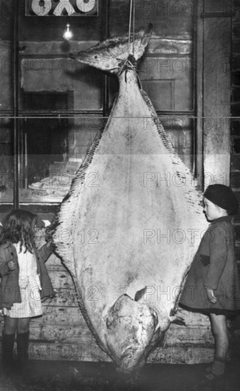 Two children with a halibut (Hippoglossus hippoglossus), approx. 2, 50 meters tall, around 1930s, Norway