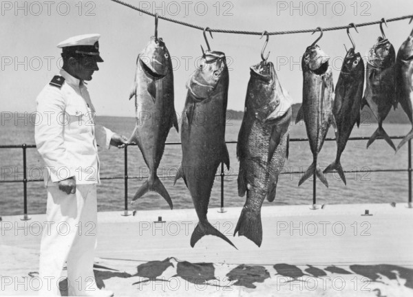 Man, sailor posing with various captured groupers and mackerel, around 1930s, Florida, USA