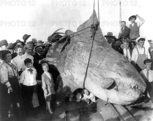 A group of onlookers, children, and adults pose with a huge caught sunfish (Mola mola) weighing 3500 pounds. Trapped in the 1910s on Catalina Island, California, USA