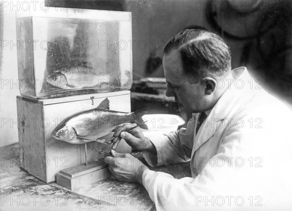 Museum, natural history museum, preparations, exhibition object, freshwater fish aland (Leuciscus idus), around 1940s