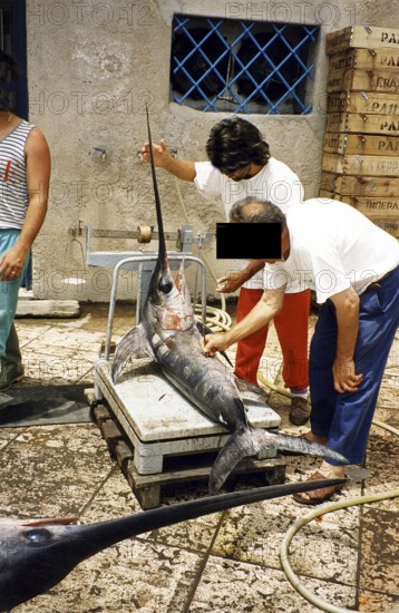 Swordfish (Xiphias gladius), fisherman weighing the catch, 1995, Lipari, Sicily, Italy