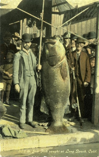 Two men with Pacific giant perch (Stereolepis gigas), weight, approx. 1.80 meters long, around 1905, Pacific, Long Beach, coast of California, USA The name Jewfish mentioned in the picture is incorrect, because that is what the giant grouper (Epinephelus itajara) was called, but it is found in the Atlantic. The origin of the name Judenfisch is unclear. In 2001, however, the fish was renamed Atlantic Goliath Grouper by the American fishing company
