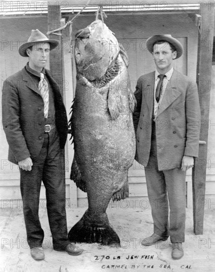 Two men with Pacific giant perch (Stereolepis gigas), weight, approx. 1.80 meters long, about 1925, Pacific Ocean, coast of California, USA The name Jewfish mentioned in the picture is incorrect, because that is what the giant grouper was called, but it is found in the Atlantic. The origin of the name Judenfisch is unclear. In 2001, however, the fish was renamed Atlantic Goliath Grouper by the American fishing company
