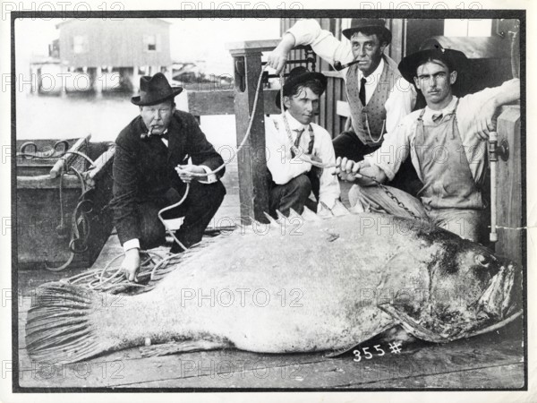 Four men kneel in front of a giant grouper (Epinephelus itajara), which was caught in St. Petersburg in 1901. Florida, USA