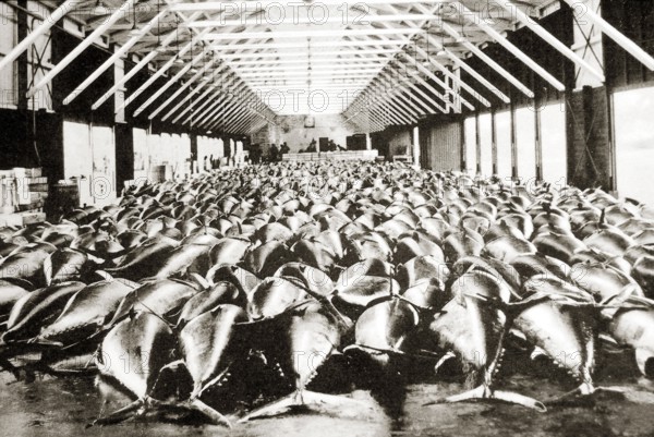 Bluefin tuna (Thunnus thynnus) fish market, 1946, Jutland, Denmark