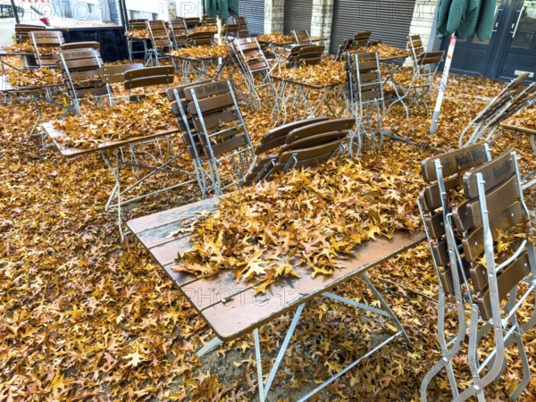 Autumn in town, car parked under deciduous tree, swamp oak, ground and vehicle covered with fallen leaves, Essen, North Rhine-Westphalia