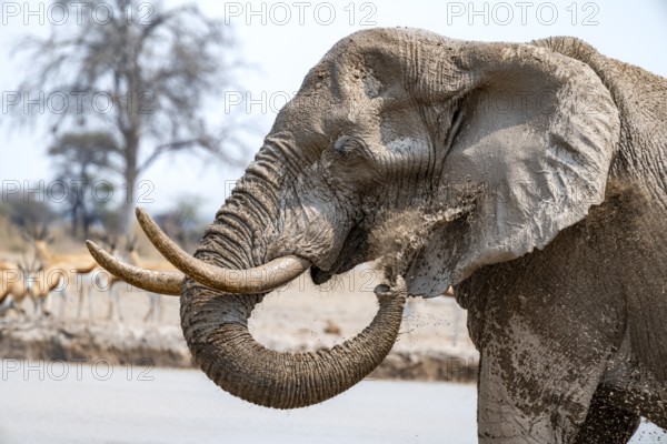 African elephant (Loxodonta africana), adult male, splashing water at the waterhole, animal portrait, Nxai Pan National Park, Botswana