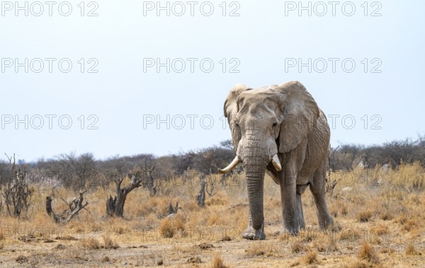 African elephant (Loxodonta africana), adult male in the savanna, Nxai Pan National Park, Botswana