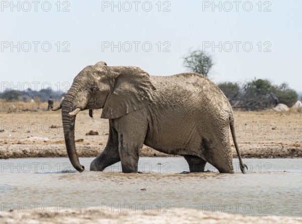 African elephant (Loxodonta africana), adult male, bathing in water at the waterhole, Nxai Pan National Park, Botswana