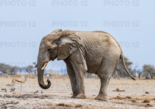 African elephant (Loxodonta africana), adult male, at waterhole, Nxai Pan National Park, Botswana