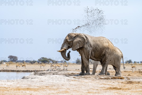 African elephant (Loxodonta africana), adult male, splashes water at the waterhole, Nxai Pan National Park, Botswana