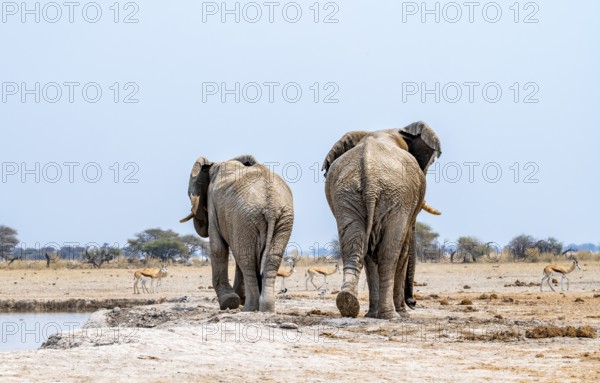 African elephant (Loxodonta africana), two adult males from behind, leave the waterhole, Nxai Pan National Park, Botswana
