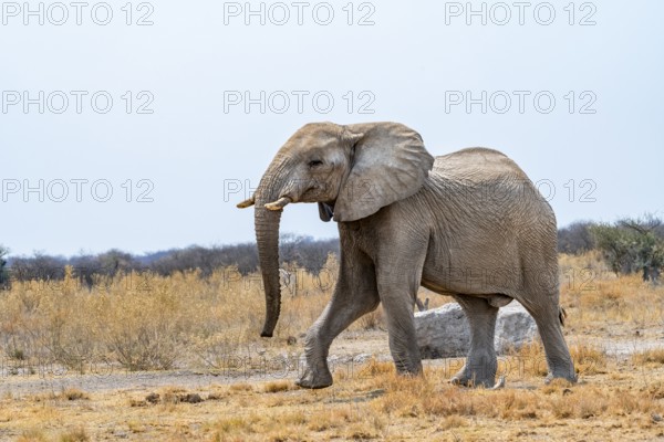African elephant (Loxodonta africana), young male, Nxai Pan National Park, Botswana