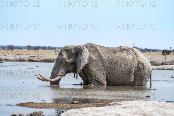 African elephant (Loxodonta africana), adult male, bathing in waterhole, Nxai Pan National Park, Botswana