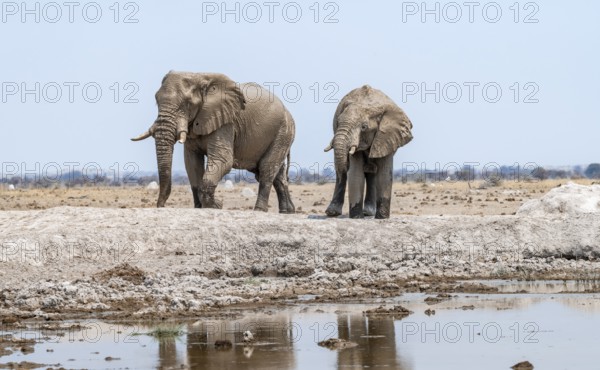 African elephant (Loxodonta africana), two adult males at the waterhole, Nxai Pan National Park, Botswana