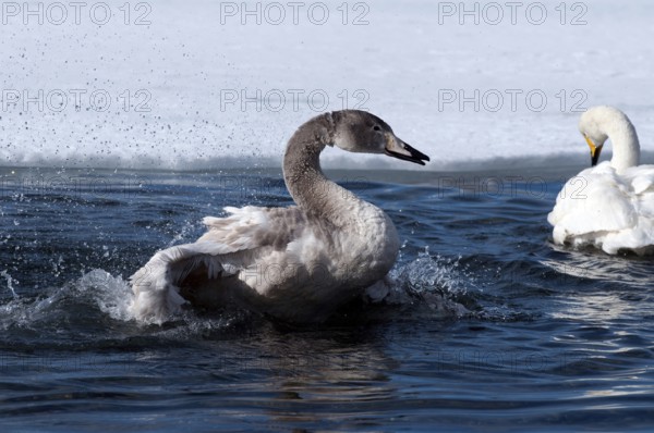 Whooper swan (Cygnus cygnus) young, bath, Japan