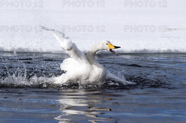 Whooper swan (Cygnus cygnus) bath, Japan