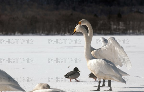 Whooper swan (Cygnus cygnus) couple, Japan