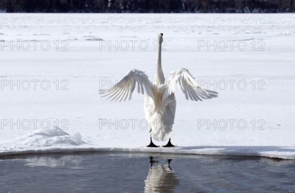 Whooper swan (Cygnus cygnus), Japan