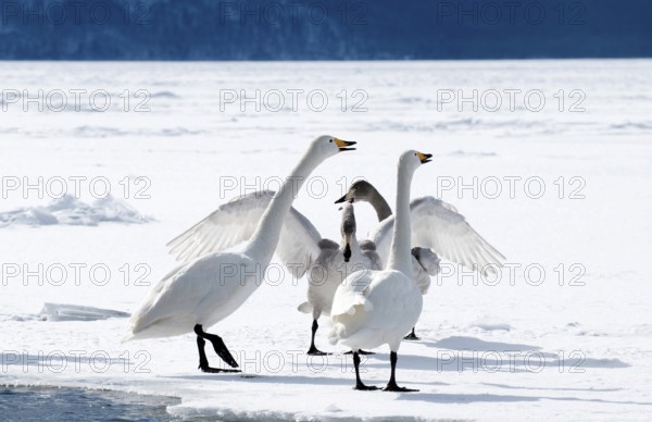 Whooper swan (Cygnus cygnus) family, Japan