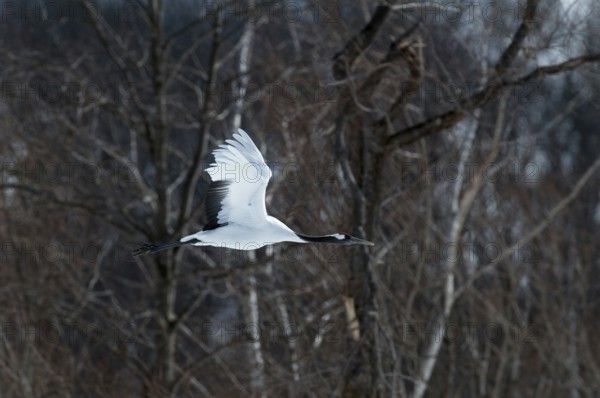 Japanese crane, Red-crowned crane (Grus japonensis), Flying, Japan
