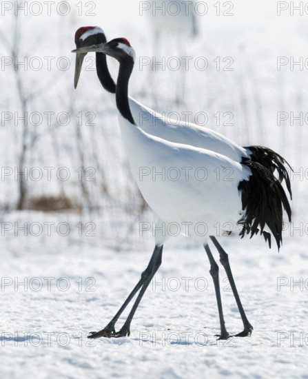 Japanese crane, Red-crowned crane (Grus japonensis), couple, Japan