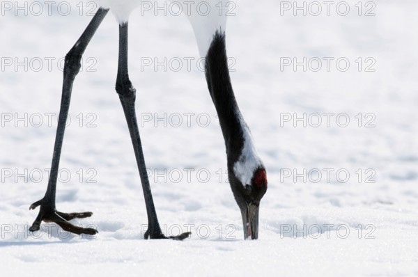 Japanese crane, Red-crowned crane (Grus japonensis), close-up, Japan
