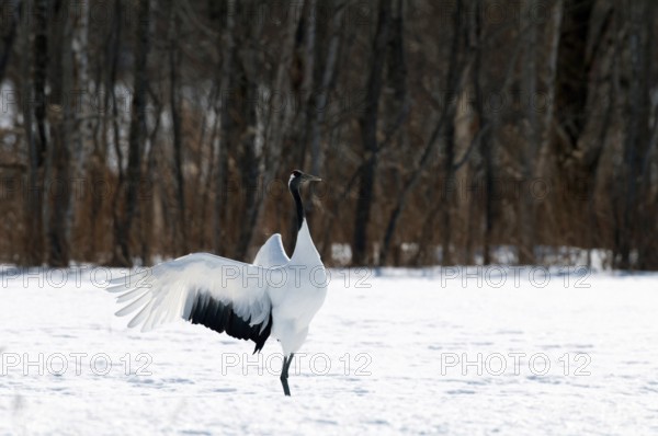 Japanese crane, Red-crowned crane (Grus japonensis), Dancing, Japan
